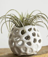 Load image into Gallery viewer, Planet Moon Air Plant Holder - The Seaside Succulent

