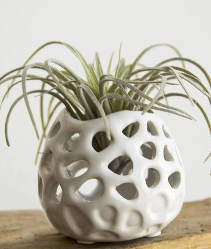 Planet Moon Air Plant Holder - The Seaside Succulent