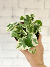 Load image into Gallery viewer, Pothos N&#39;Joy 4&quot; - The Seaside Succulent
