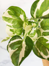 Load image into Gallery viewer, Pothos N&#39;Joy 4&quot; - The Seaside Succulent
