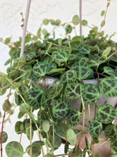 Load image into Gallery viewer, String of turtles, Peperomia prostrata 4.5&quot; Hanging Basket - The Seaside Succulent
