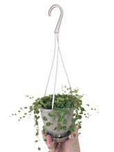 Load image into Gallery viewer, String of turtles, Peperomia prostrata 4.5&quot; Hanging Basket - The Seaside Succulent
