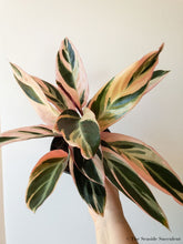 Load image into Gallery viewer, Stromanthe triostar - The Seaside Succulent
