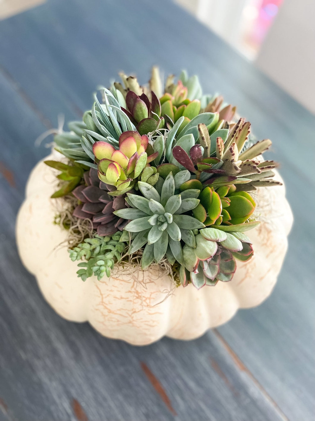 Succulent-topped Pumpkin Workshop - The Seaside Succulent