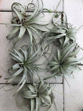 Load image into Gallery viewer, Tillandsia xerographica air plant 4-7” spread - The Seaside Succulent
