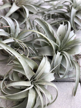 Load image into Gallery viewer, Tillandsia xerographica air plant 4-7” spread - The Seaside Succulent
