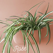Load image into Gallery viewer, Wallygro Eco Planter - The Seaside Succulent

