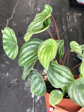 Load image into Gallery viewer, Watermelon Peperomia 4&quot; - The Seaside Succulent
